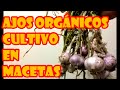 CULTIVO DE AJOS EN MACETAS "PROCESO COMPLETO" ORGÁNICOS