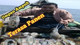 Terbukti..‼️Ternyata Begini Cara Mancing Cumi.Di Sarang Cumi