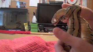 Lemon Blast and Spider HA Unboxing