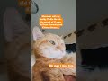 #catsofyoutube #cat #fyp