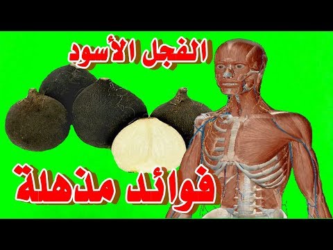 فيديو: استخدامات الفجل الأسود - نصائح مفيدة حول زراعة الفجل الأسود