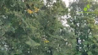 Strong Howling Wind Sound 2 Hours / Swaying Trees in The Wind