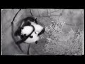 PandaStory Qi Ji Panda Plops Whimpers Love Nibbles PandaStory Qi Ji Panda Plops Whimpers Love Nibbles