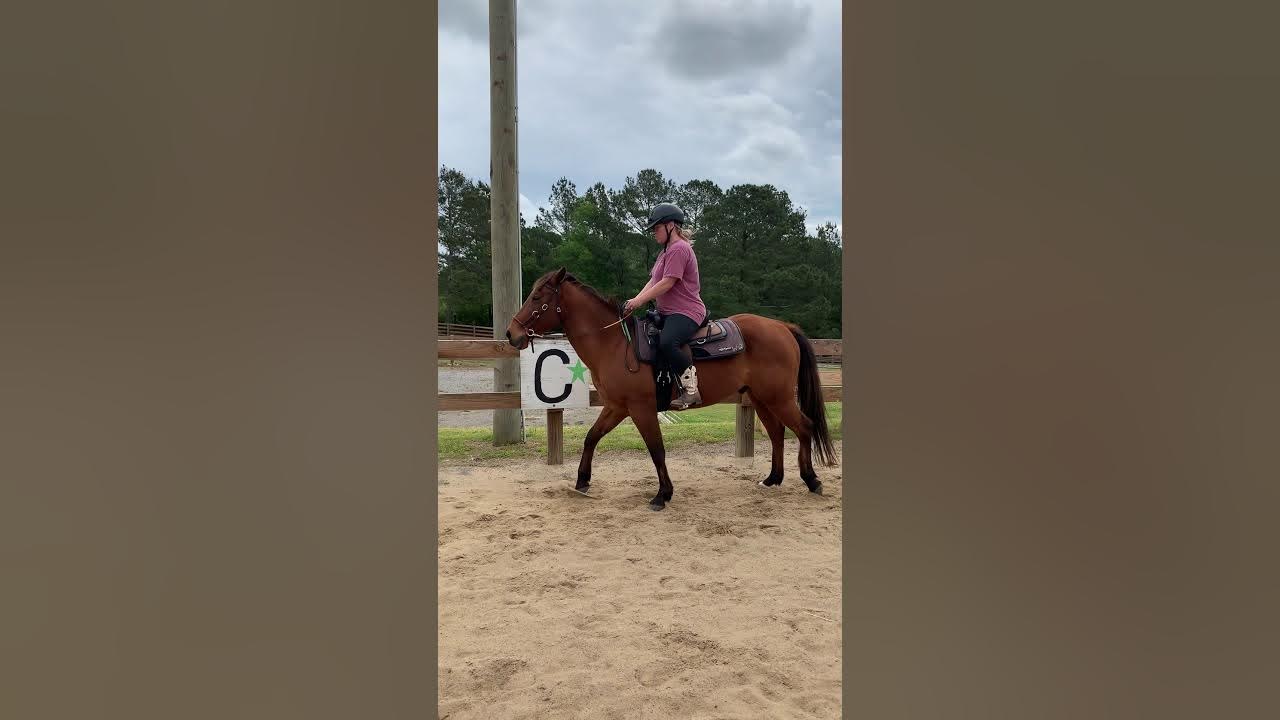 How to ask your horse to trot YouTube