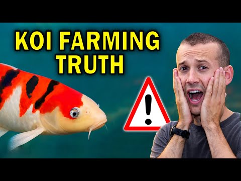 The TRUTH About Japanese Koi Breeding