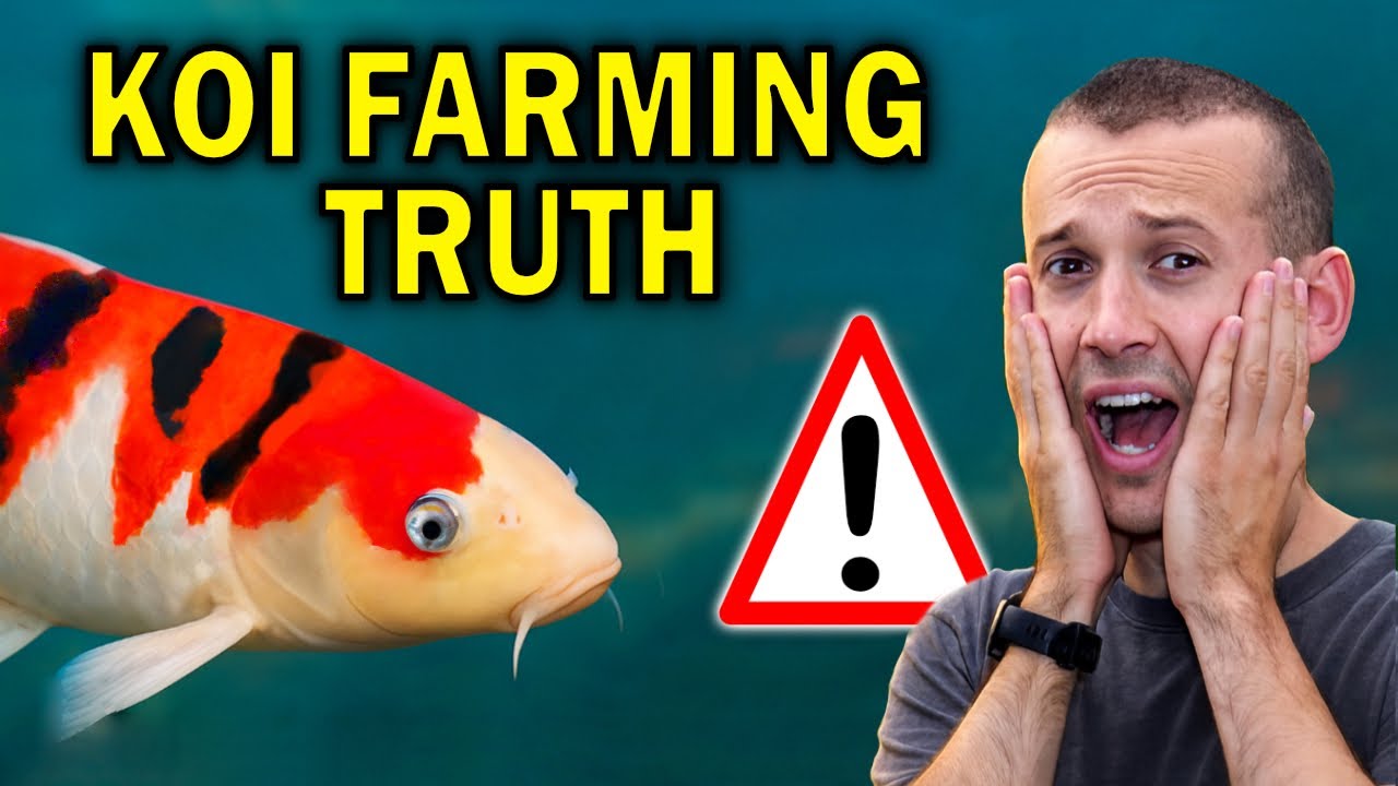 Правда о разведении японских карпов кои