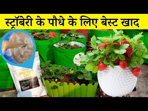 वीडियो: स्ट्रॉबेरी के लिए उर्वरक - स्ट्रॉबेरी के पौधों को खाद कैसे दें