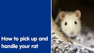 How to pick up and handle your rat | Blue Cross by Blue Cross UK 1,339 views 1 year ago 43 seconds