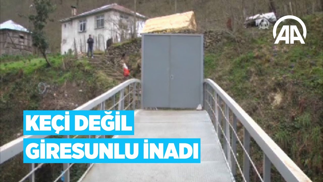 Keçi değil Giresunlu inadı