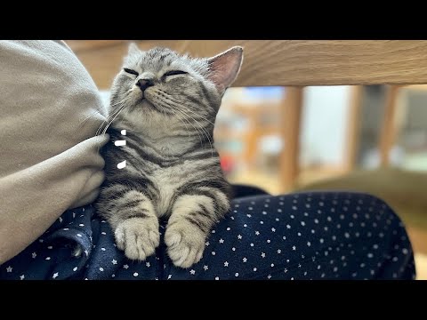 マンチカンの子猫を膝の上に乗せたまま夜ご飯食べてたらこうなったw