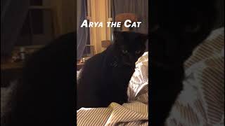 Arya Uses Her Insane Cat Instincts To Track Down The Scent Of Catnip