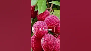 Top 5 Litchi Producing States In India 