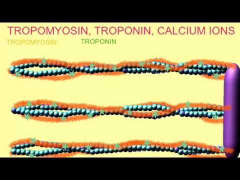 TROPOMYOSIN, TROPONIN, CALCIUM