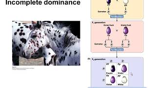 Genetics Chapter 3 Part 4 Captivate