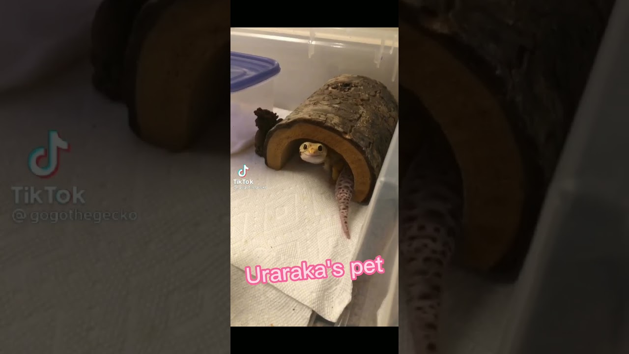 Mina exposes the ✨ Dekusquad ✨ part 2