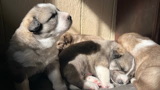 Siberian Husky & Great Pyrenees crossbred puppies in Lansing, NC