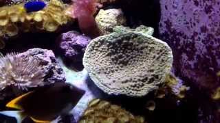 Ruby's Reef