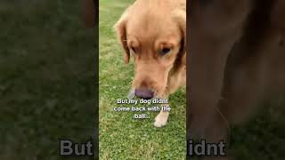 My Dog Found This Key...