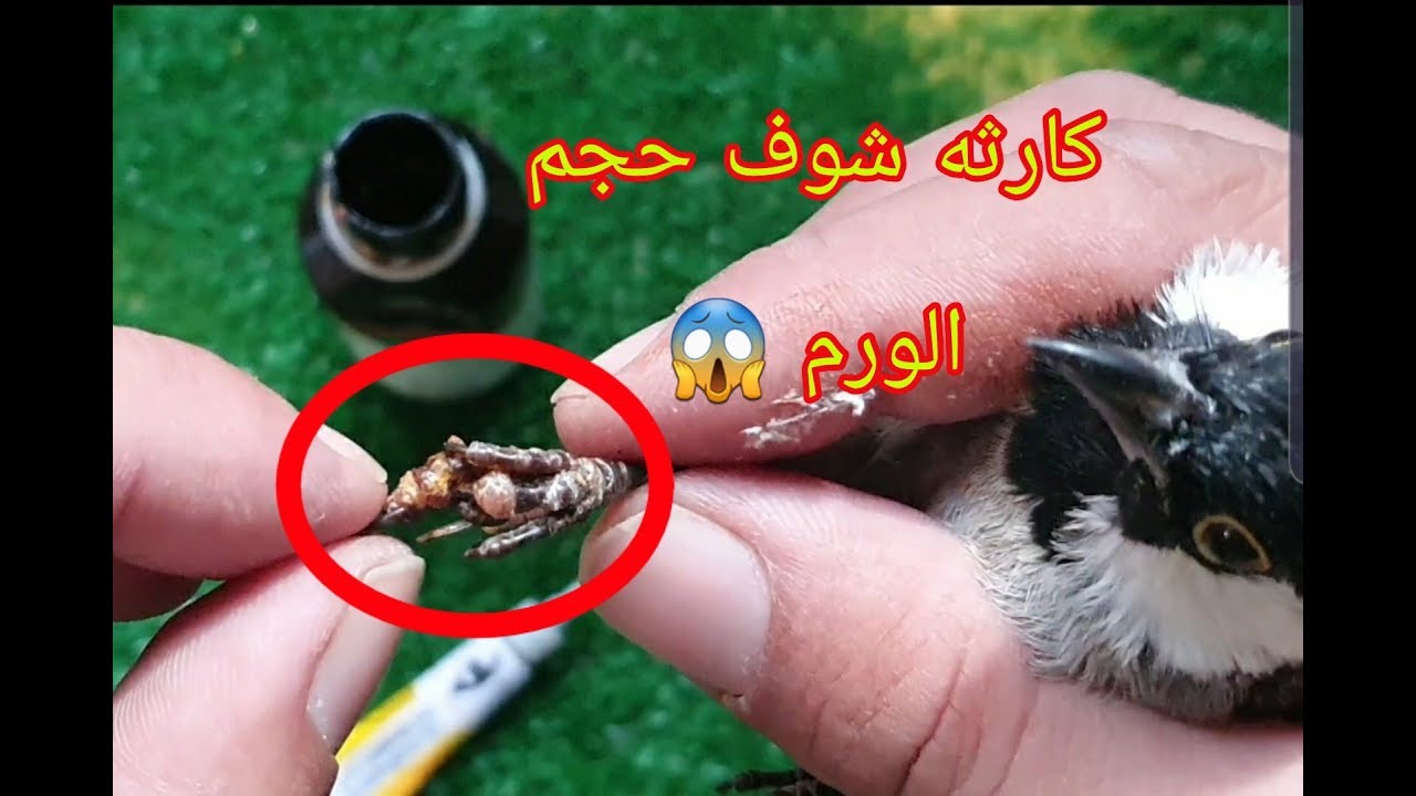 أنتبه دائما لأرجل البلابل عندك وباقي الطيور حتى لاتوكع بنفس المشكله