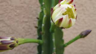 Time lapse of Peruvian Apple Cactus Flower Opening (Night Blooming Cereus)