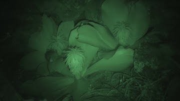 Cape rock elephant shrew visiting Eucomis regia ssp. pillansii, lapping nectar at night