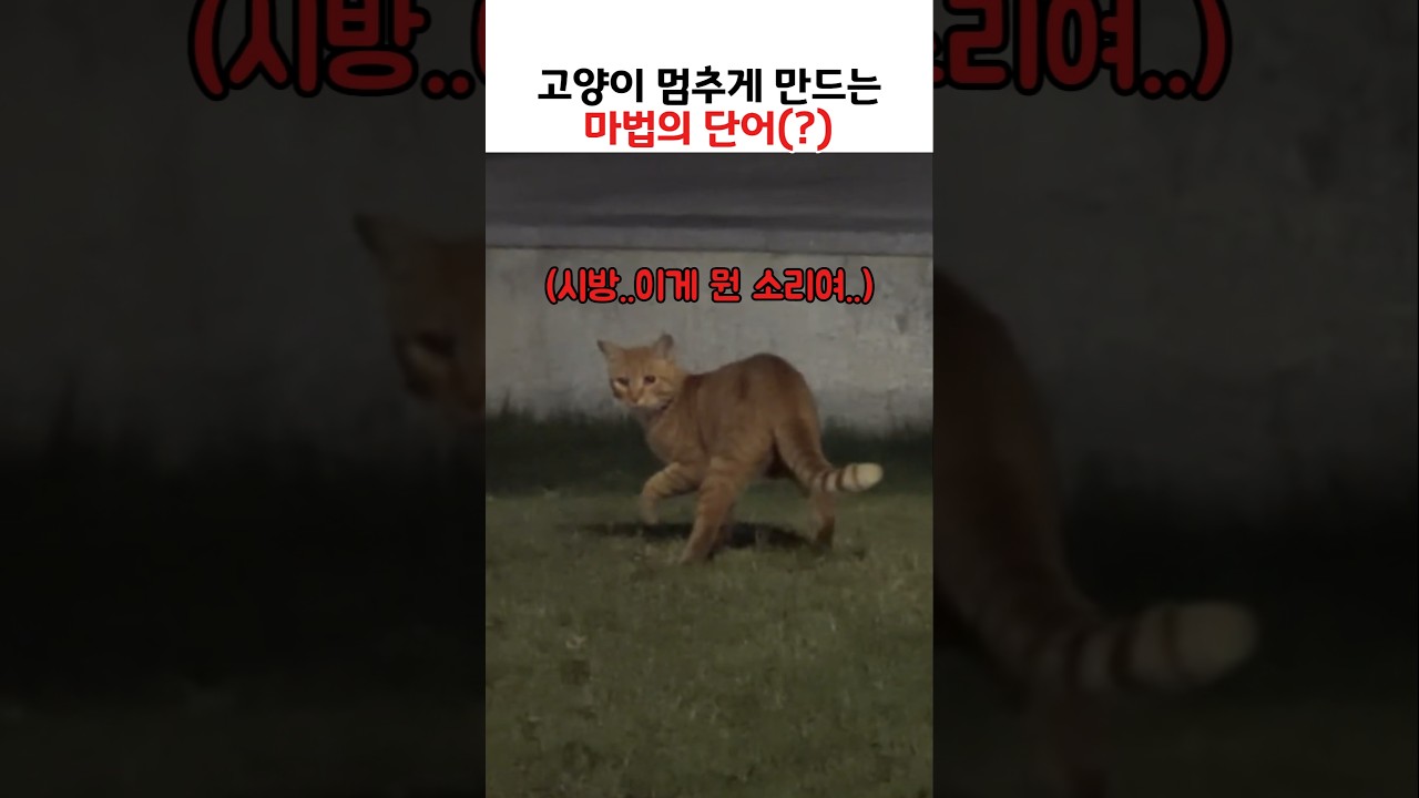 고양이를 멈추게 만드는 마법의 단어(?)
