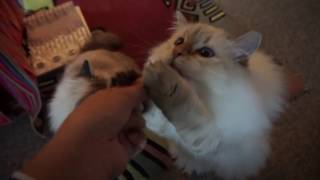 Cat Treats Trick - Ultimate Fluffy Cute Siberian Kitty by Da Chilling Cats 565 views 7 years ago 12 seconds