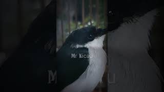 Download Lagu jingjing batu gacor #shortvideo #shots #jingjingbatu #short MP3