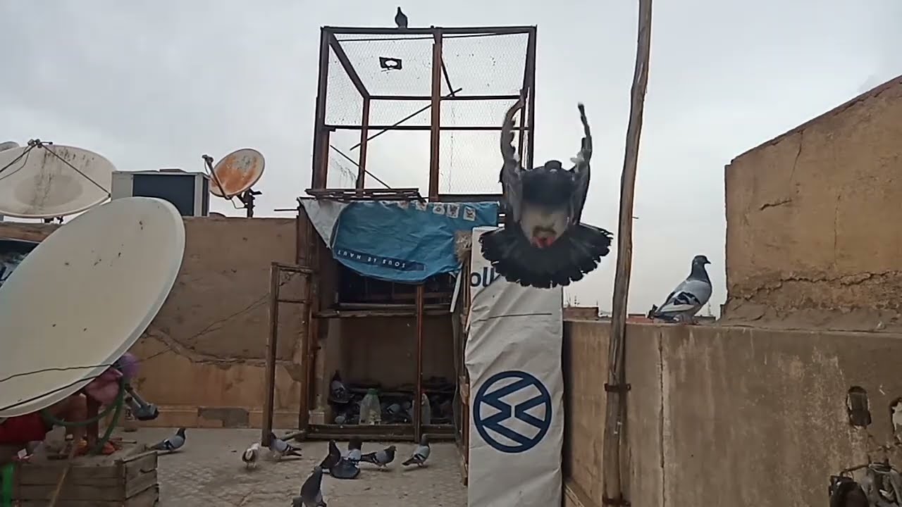 جولة في براكة شريف عادل المراكشي مرحبا بكم جميعاً دخل تشوف