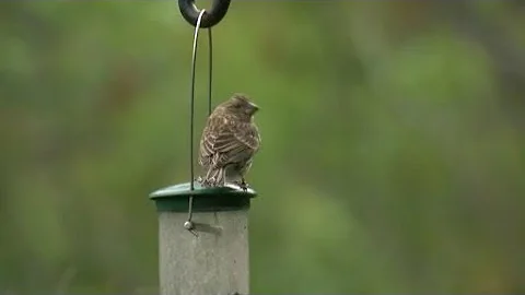 What You Need To Know About The Spread Of Bird Flu