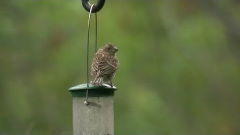 What You Need To Know About The Spread Of Bird Flu