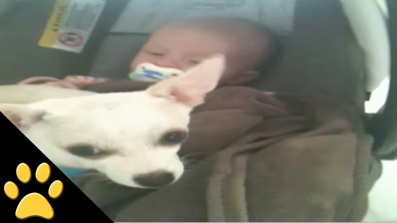Cute Dog Cuddles With Baby YouTube