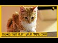 5 Things That Emotionally Hurt Your Maine Coon