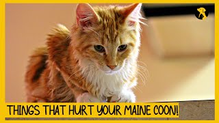 5 Things That Emotionally Hurt Your Maine Coon