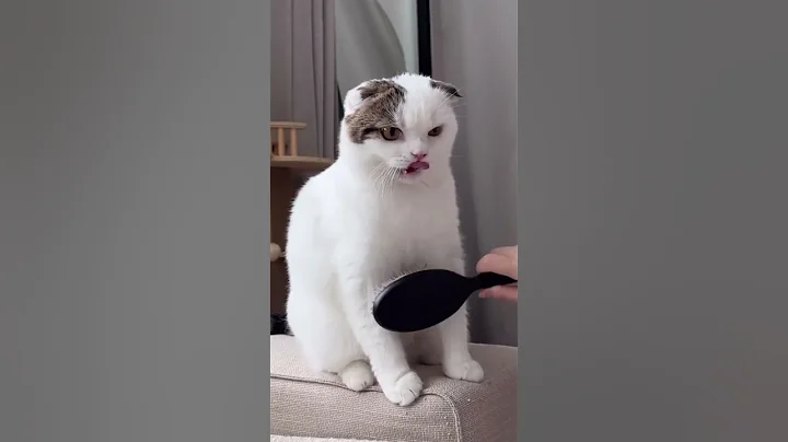 Video 10249191: scottish fold cat meowing, scottish fold cat breed, scottish fold cat kitten, funny scottish fold cat, fold cat scottishfold, kitten scottishfoldbaby, domestic cat breed, cat dominates