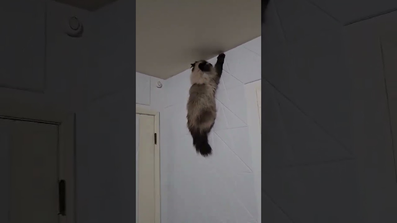 Hamilton didn't think this through (this is my brother's cat)