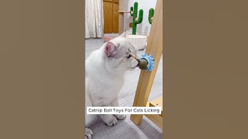 This Catnip Ball Toy Will Make Your Cat’s Day! #cat