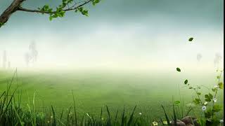 Forest Background Effects Effects HD Free Stock 25fps Templates Animation 1080p