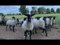 Romanovske ovce - Dan se budi - Romanov sheep in the pasture before sunrise - Farma Tadići