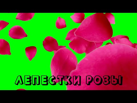 ЛЕПЕСТКИ РОЗЫ на