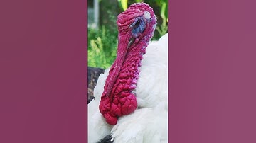 Thumbnail of TURKEY SOUND EFFECTS - Beauty On Display #short #shorts