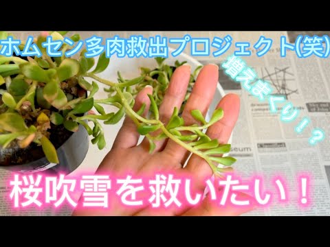 多肉植物 桜吹雪 を救いたい 徒長しまくったホムセン多肉をカット で救う Youtube