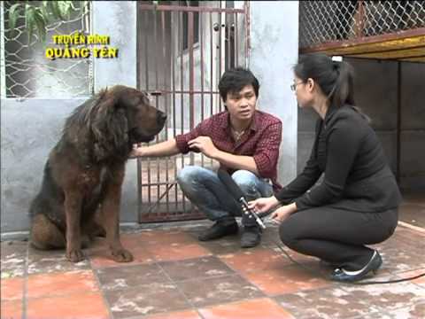 Video Ngao Tạng - Quảng Yên.m2p - youtube