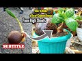 How to Make Dwarf Coconut Bonsai From Tall Shoots || SUBTITLE #howtomakecoconutbonsai