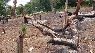 Desmatamento na Serra dos Frios. APA de Murici.
