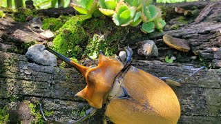 Elephant Beetle, One Of The Largest Beetles, Costa Rica Megasoma Elephas