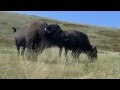 Montana buffalo mating season