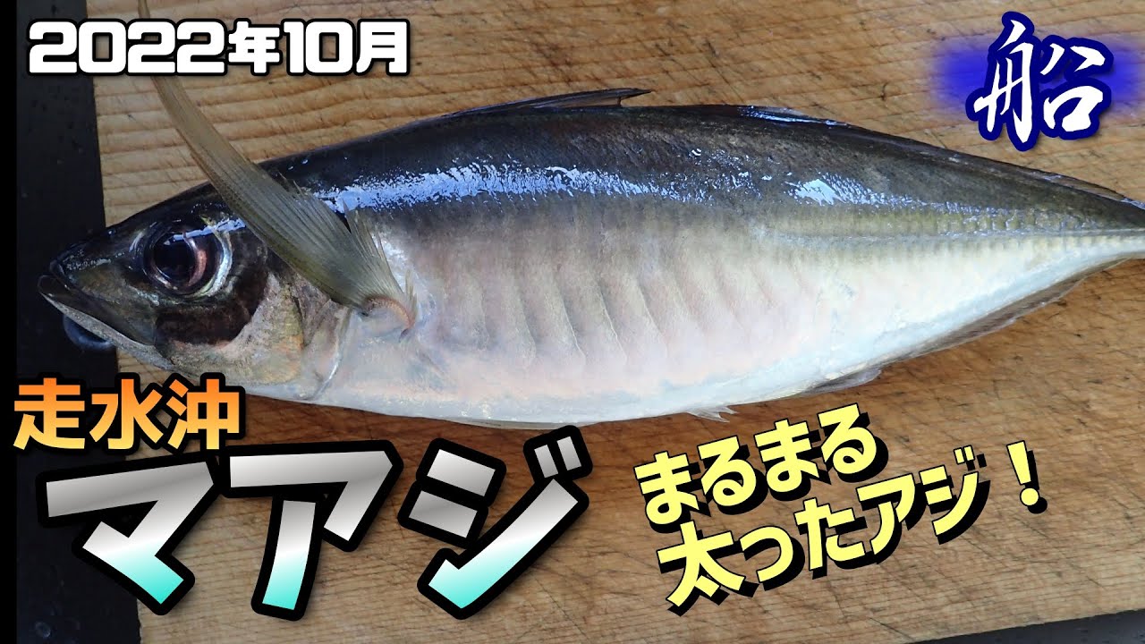 船釣りアジ 10月 走水のブランドアジ 絶好調 Youtube