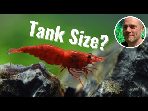 Video: How to determine the size of shrimp?