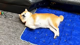 普段こんな感じなのに家族の足音を聞くと正気に戻る柴犬